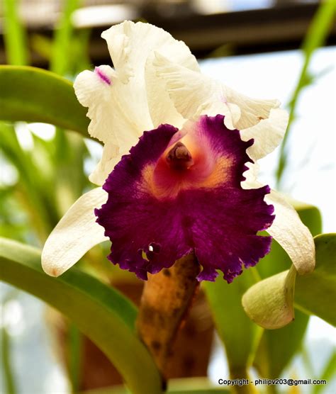 Flowers found in Sri Lanka: Orchids in the Orchid House, Peradeniya Botanical Gardens, Sri Lanka.