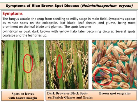 Symptoms of Rice Brown Spot Disease (Helminthosporium oryzae)