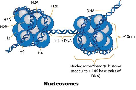 Histone Octamer Structure