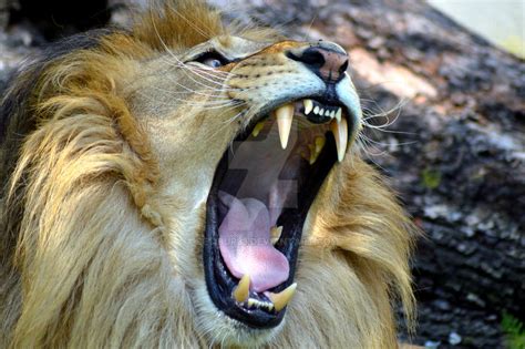 Wild lion roar by BetiBup33 on DeviantArt