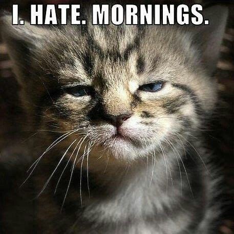 #morning #sleepy #cats | Funny cat pictures, Funny animals, Cats