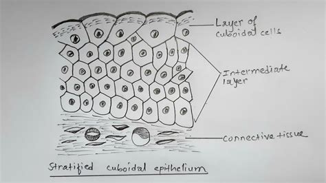 Stratified Cuboidal Epithelium Diagram