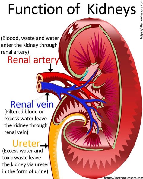 Pin on Human Body System