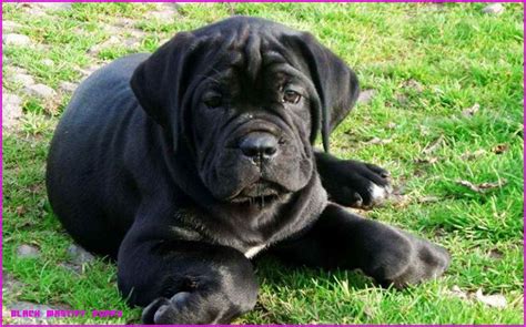 Seven Black Mastiff Puppy Rituals You Should Know In 8 | Black Mastiff Puppy | Black mastiff ...