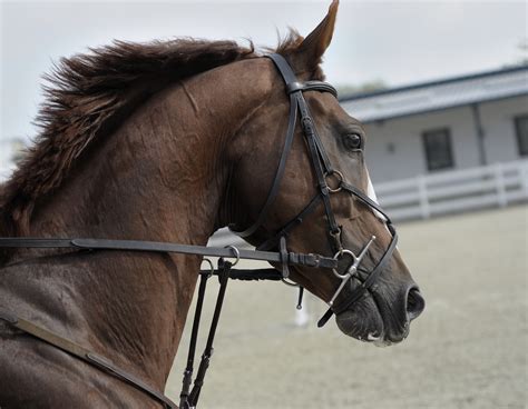 Free Images : rein, stallion, mane, bridle, mare, halter, western riding, equestrianism ...