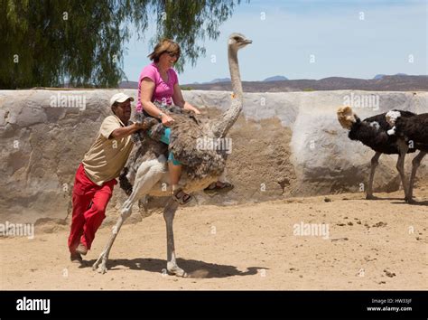 Ostrich Farm, South Africa - woman riding ostrich, Highgate Ostrich ...