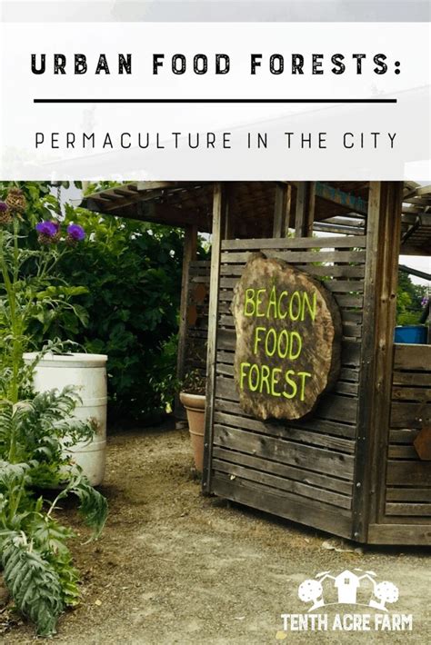 Two Examples: Using Permaculture in City Spaces with Urban Food Forests ...