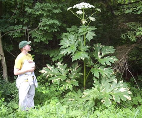 Giant Hogweed: The Plant That Causes Blindness, Third-Degree Burns