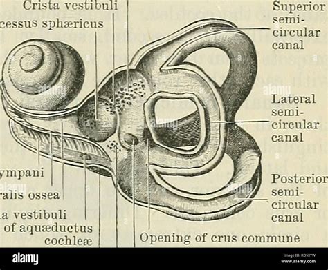 Crista ampulla hi-res stock photography and images - Alamy