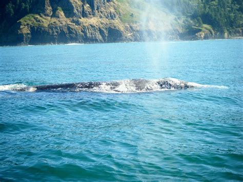 Gray Whale Migration | Whale's Tail Whale Watching Tours