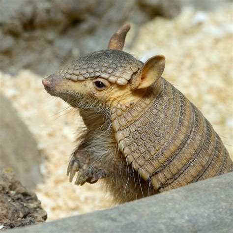 Best Armadillo Removal in Tampa, Clearwater, Largo, Sarasota - World ...