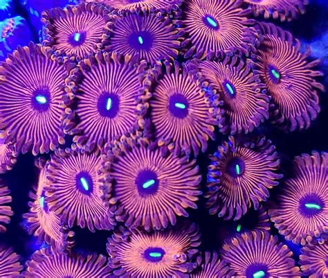 Red People Eater Zoa (3-4 Polyps) | CoralAddicts