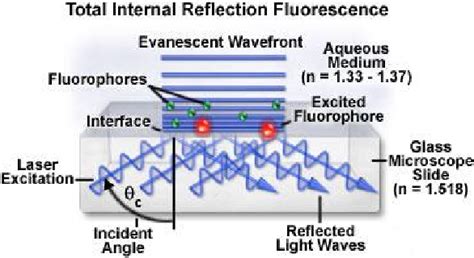 Figure 1 from Applications of Total Internal Reflection Fluorescence ...