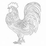 Rooster Coloring Page  Pages Mimi Panda sketch template