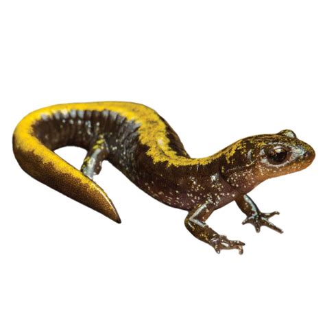 Spotted Salamander PNG Free Download | PNG All