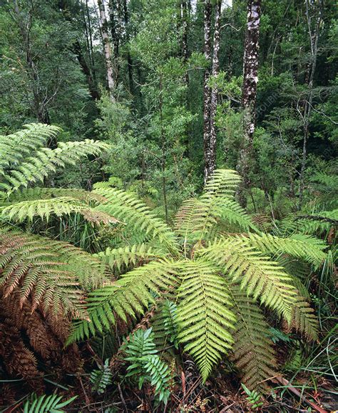 Tree ferns in temperate rainforest - Stock Image - B450/0157 - Science Photo Library