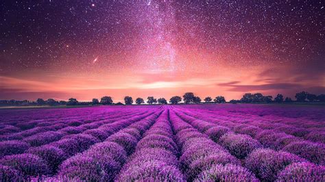 Download Starry Sky Night Field Nature Lavender HD Wallpaper