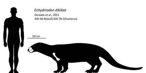 Enhydriodon dikikae, the largest freshwater otter that ever lived ...