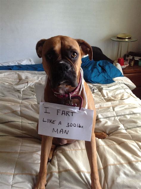 I fart like a 300 lbs man. | Boxer dogs, Dog shaming funny, Funny dog memes