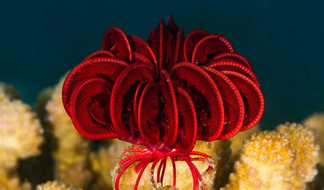 Feather stars - Australian Geographic