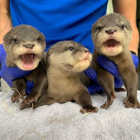 Otter Pups' Journey - ZooBorns