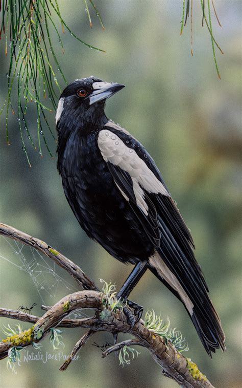 Australian Magpie (Gymnorhina tibicen) Australian Wildlife Art by Natalie Jane Parker