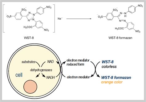 Cell viability 측정 - WST-8 assay 원리 및 Protocol :: 정보를 주는 앙과장