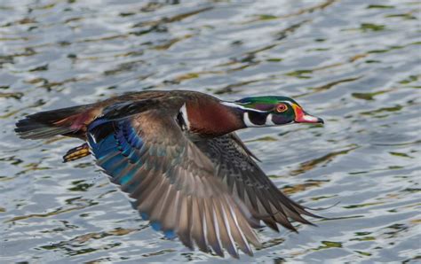 Wood Duck Hunting - The Complete Guide | Great Days Outdoors