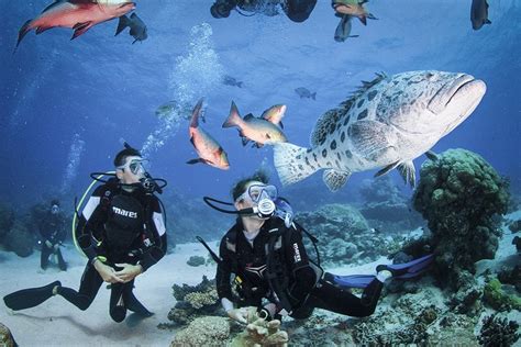 Experiencing the Great Barrier Reef - Australian Geographic