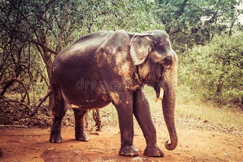 Indian Elephant with Tusks Cut Off Stock Image - Image of large, indian ...