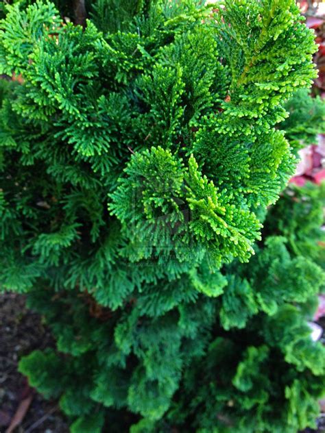 Dwarf Hinoki Cypress ( nana gracilis ) | New Life Nursery