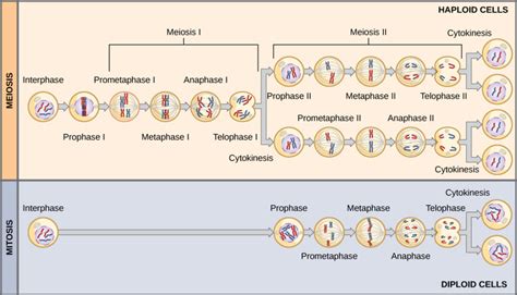 Mitosis Vs Meiosis Haploid Diploid