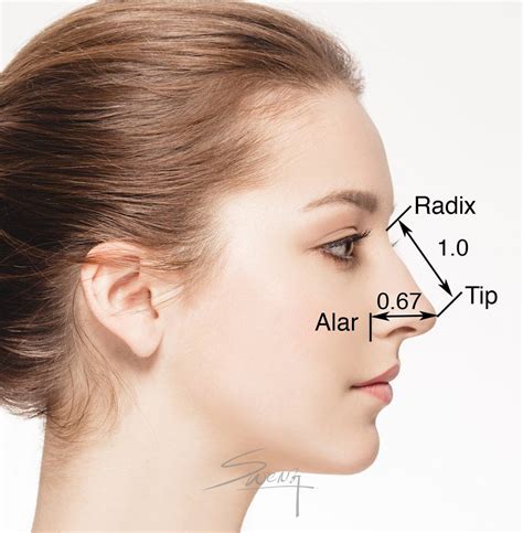 Facial proportion - Length of Nose - Rhinoplasty | Rhinoplasty nose jobs, Rhinoplasty, Facial ...