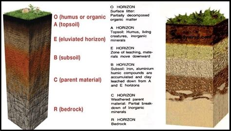 Soil - Soil Profile, Characteristics and Types of Soil in India - Study Wrap