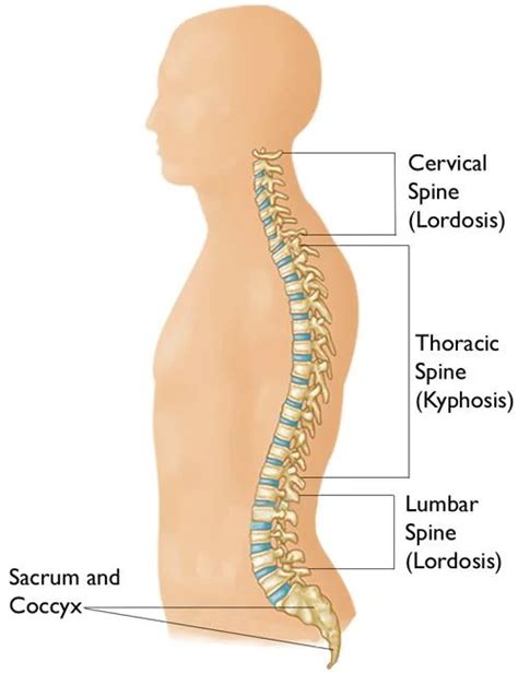 spine anatomy Archives - Samarpan Physiotherapy Clinic