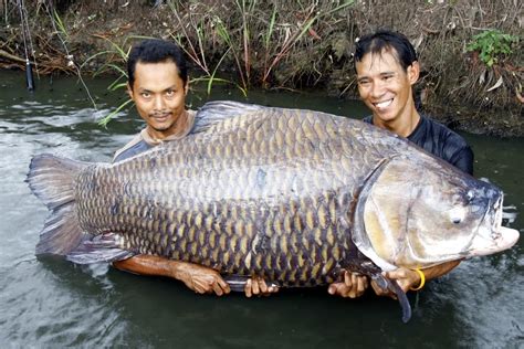 Big Fishes of the World: GIANT SIAMESE BARB CARP (Catlocarpio siamensis)