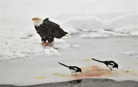 Bald Eagle feeding stock photo. Image of feather, fish - 22759576