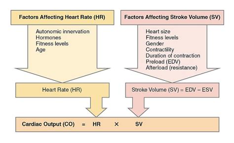 Cardiac Output- Definition, Factors Affecting, Cardiac Index