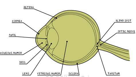 Parts and Functions of the cow eye and conclusion.