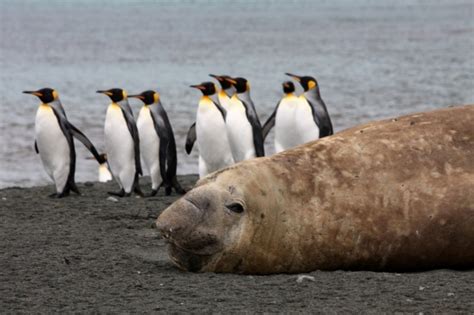 Subantarctic Islands of New Zealand & Macquarie Island Expeditions