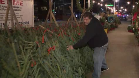 NYC Christmas tree vendors already busy | PIX11