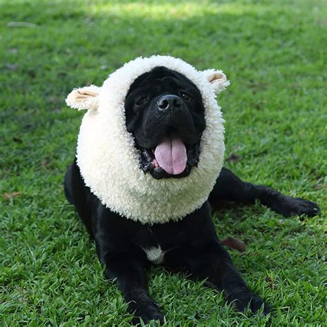 Amazon.com: dog lamb costume