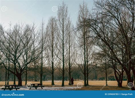 Winter of Seoul Forest Park in Seoul, Korea Stock Image - Image of ...