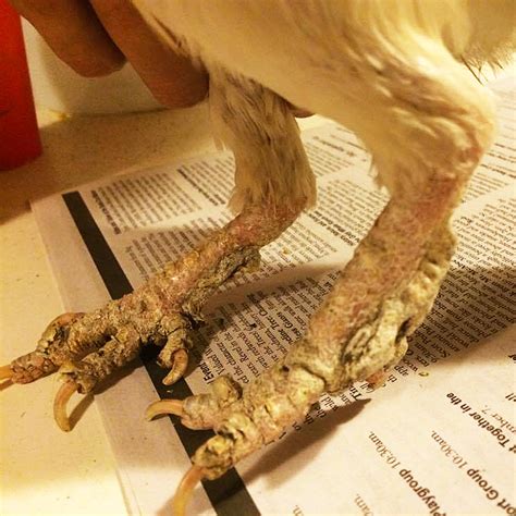 Scaly leg mite infestation in Chickens