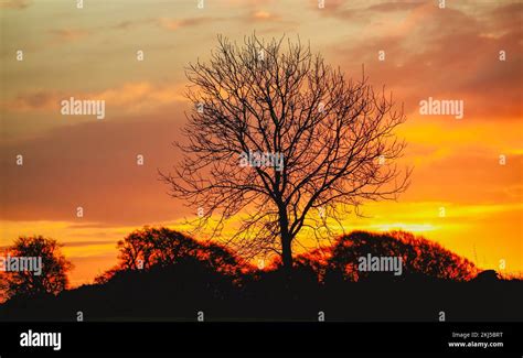 tree silhouette and sunrise Stock Photo - Alamy