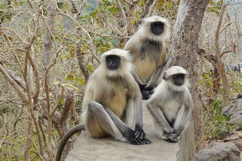 18 Wild Animals in Nepal [Wildlife in Nepal] - Kevmrc