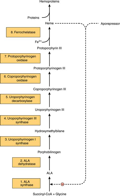 Porphyrins & Bile Pigments | Basicmedical Key