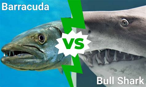 Discover Who Emerges Victorious In a Barracuda vs Bull Shark Battle - AZ Animals