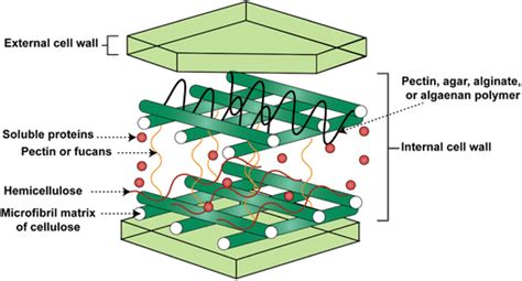 Structure and composition of a typical microalgal cell wall (redrawn... | Download Scientific ...