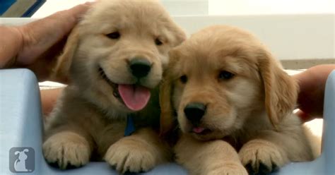 This Video Contains Golden Retriever Puppies. Lots of Them » TwistedSifter